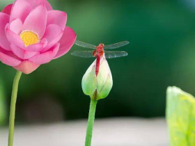 如法闻法让我走出学佛的误区