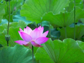 践行:以菩提心来面对众生