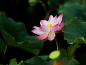 科学闻法,让我风雨飘摇的身心获救