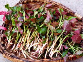 天然抗生素—魚腥草