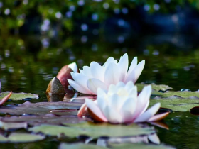 面对生活中的烦恼,我学会了用佛法的义理来处理