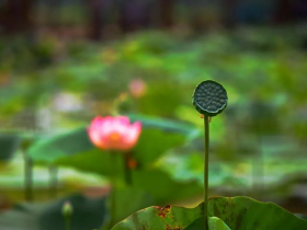 昔日同修如法闻法后的巨大变化,感召了我