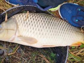 能不能为虚弱的父亲杀鱼补身体?我与妹妹吵翻天