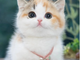 营救小奶猫使我的心更加柔软了