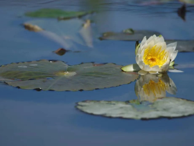 我将佛陀说法的义理运用在生活中,受用实在太大了