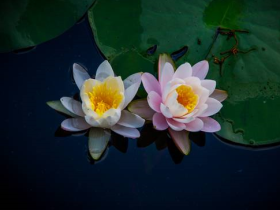 您的行为中藏著您的福报