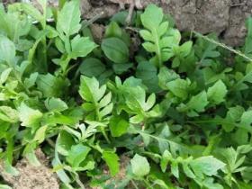 春天是个素食的好日子,几道时令素食让家人欲罢不能