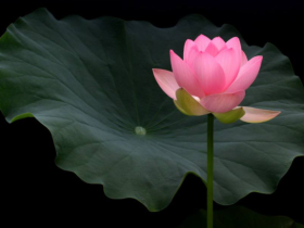 日常中我该如何穿钉耙杵拐杖?