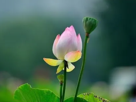 “黄脸婆”逆袭“白月光”之经历