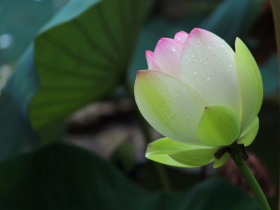 被骗5万而痛苦不堪,通过次第闻法我终于走出来了