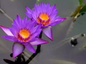 通过次第闻法让我得到了成长的快乐