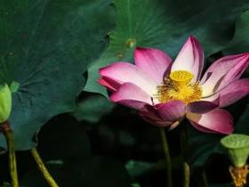 勿近愚痴人,应与智者交