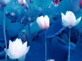 像我这样的白痴终于找到了这条了生脱死的修行路