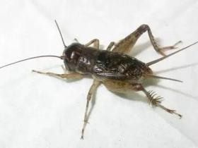 我与蛐蛐真的再也不见