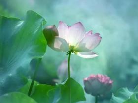 闻南无羌佛法音,跳出家庭矛盾的漩涡