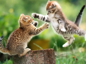 学佛修行日记:小猫咪的坠亡