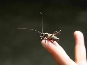 女儿与蛐蛐配合得真好,好像在唱“二人转”