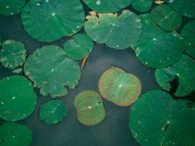 生的好不如死得好