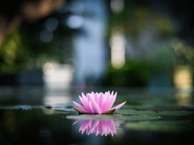 泰国燕燕美食城负责人: 学佛让我一周内身体康复、生意兴隆