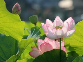 “五浊恶世”具体有哪“五浊”?