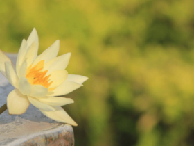 修行人要和世间的恶人恶事做抗争吗?