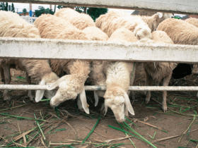 说说六道众生(二):畜生道众生是怎么一回事儿?