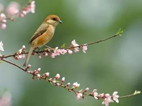 【感悟】放生也要具备一些“技术含量”