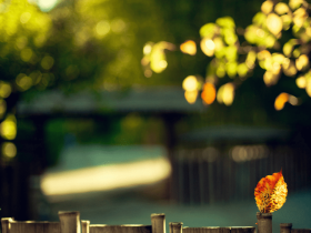 佛弟子如何跳出家庭矛盾的漩涡?