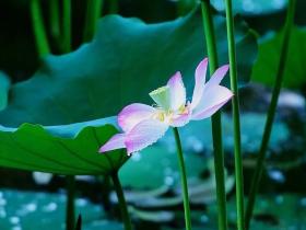 放生有四条原则,您记住了吗