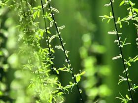 她在佛前供灯为何没有得到受益?