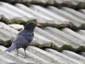 我与鸟儿做邻居——