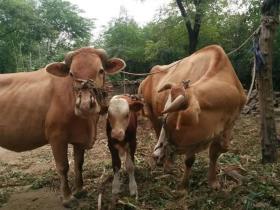 这只深情的牛身会打动你吗?