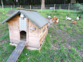 时隔多年,我那些黑压压的蚂蚁又浮现在眼前